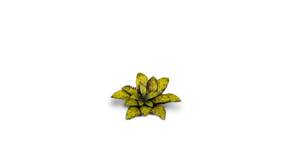 dumb_cane_3_detail_1600x900.webp