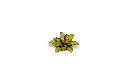 dumb_cane_3_detail_1600x900.webp