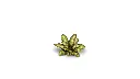 dumb_cane_2_detail_1600x900.webp
