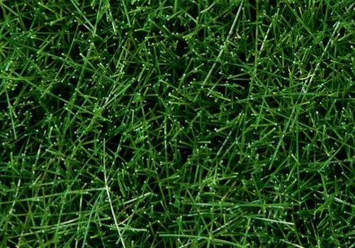 Noch : Herbes Sauvages
