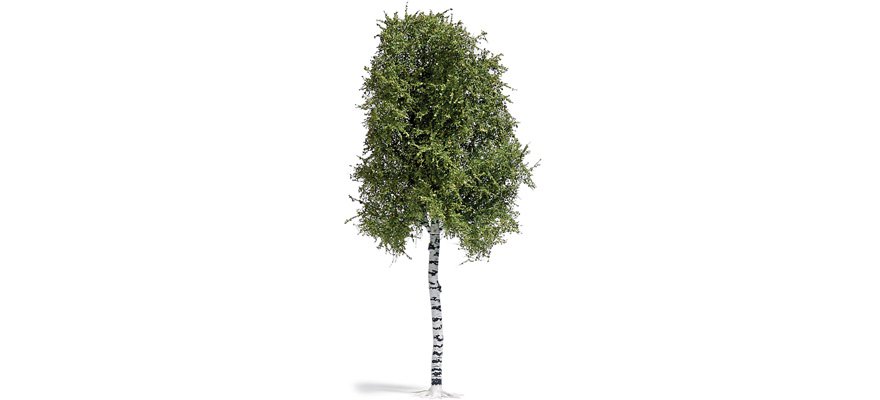 [BUS 3782] Arbre bouleau 170mm