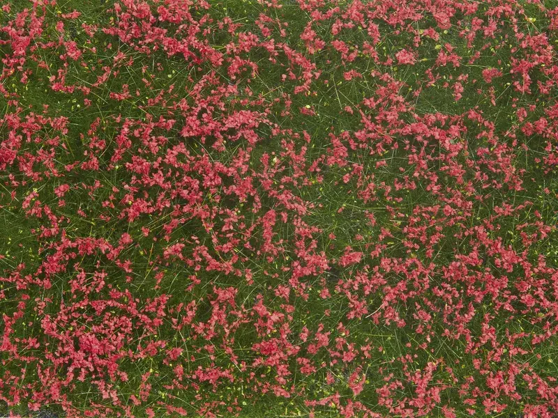 Noch : Foliage de couverture végétale, Pré rouge