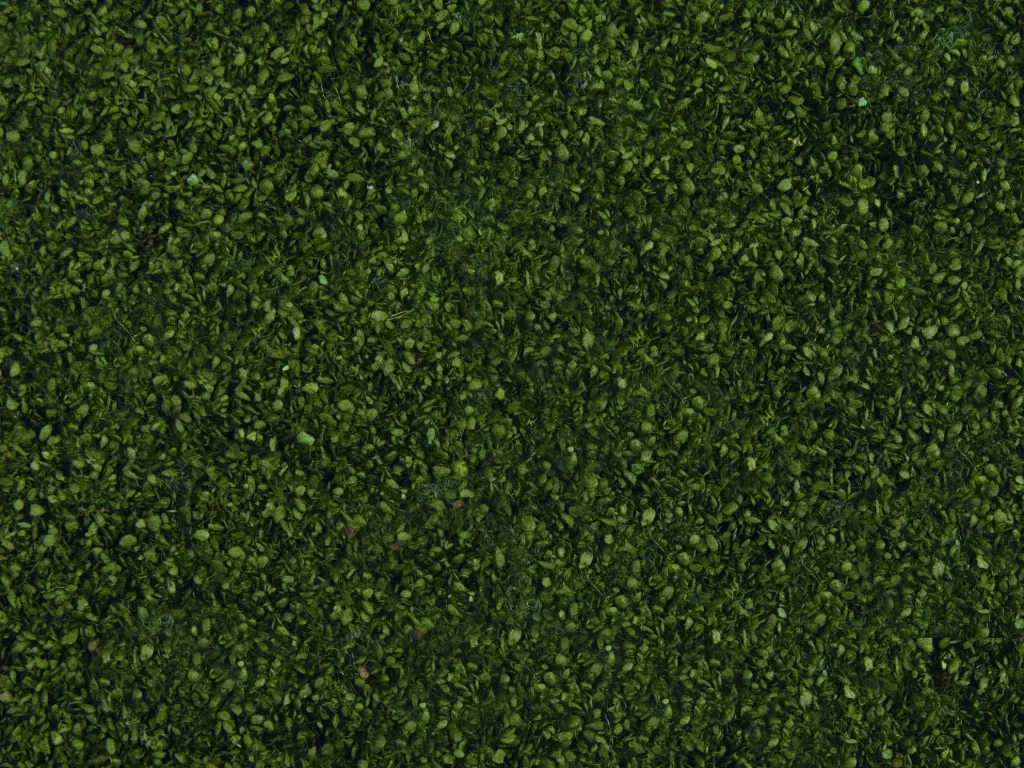 Noch : Foliage de feuilles, vert foncé