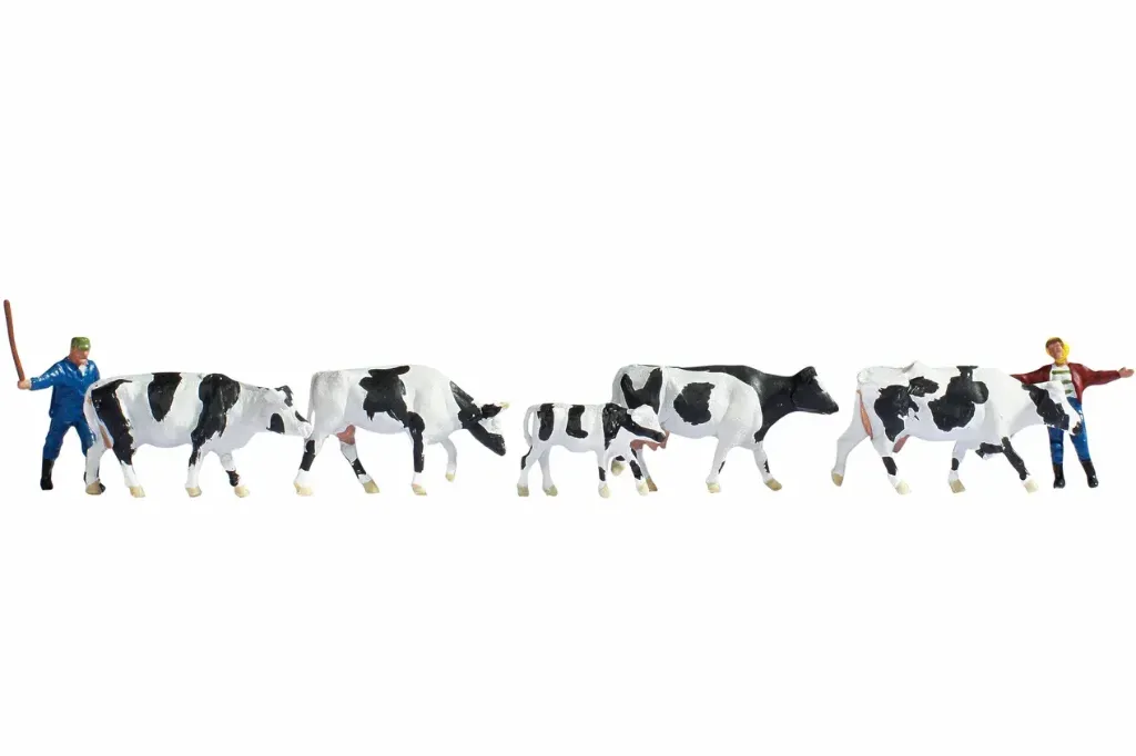 Noch : Gardien et troupeau de vaches