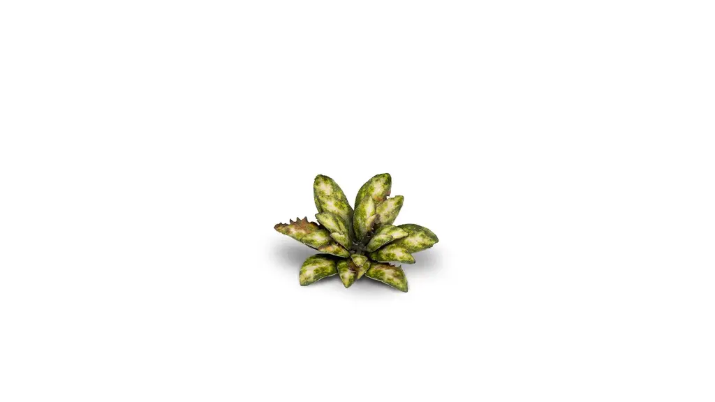 [GAG GGLP-DC] Gamers Grass : Dumb Cane │ Laser Plants