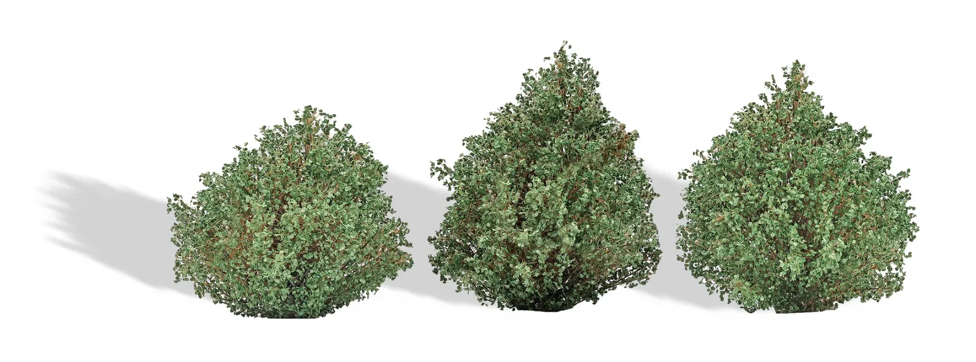 Busch : 3 buissons │ été