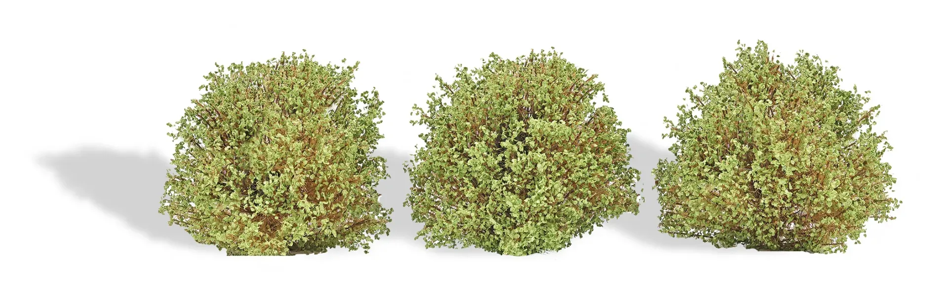 Busch : 3 buissons │ Printemps