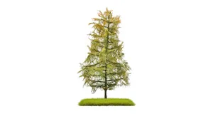 Busch : Sapin 80mm 2pcs